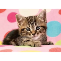 Puzzle 100 pièces : Un adorable chaton - Schmidt