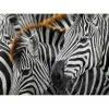 Puzzle 1000 Pièces : Zèbres - EnjoyPuzzle