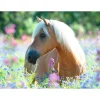 Puzzle 300 pièces XXL : Cheval dans la prairie - Ravensburger