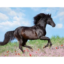 Puzzle 200 pièces XXL : Etalon noir - Ravensburger