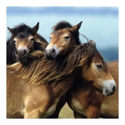Puzzle 3 x 49 pièces : adorables poneys - Ravensburger