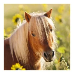 Puzzle 3 x 49 pièces : adorables poneys - Ravensburger