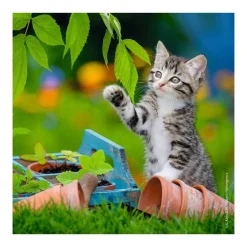 Puzzle 3 x 49 pièces : chatons tigrés - Ravensburger