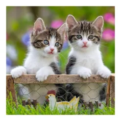 Puzzle 3 x 49 pièces : chatons tigrés - Ravensburger