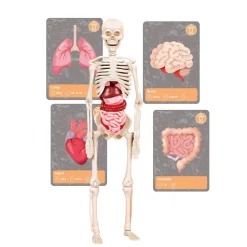 Science et jeu : L'histoire de la vie sur Terre - Réalité Virtuelle - Clementoni