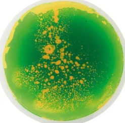 Support de fascination rond, set de 5 - Eduplay