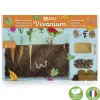 Terrarium : Observation des racines et vers de terre - Radis et Capucine