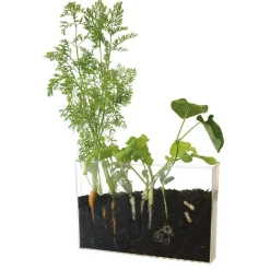 Terrarium : Observation des racines et vers de terre - Radis et Capucine